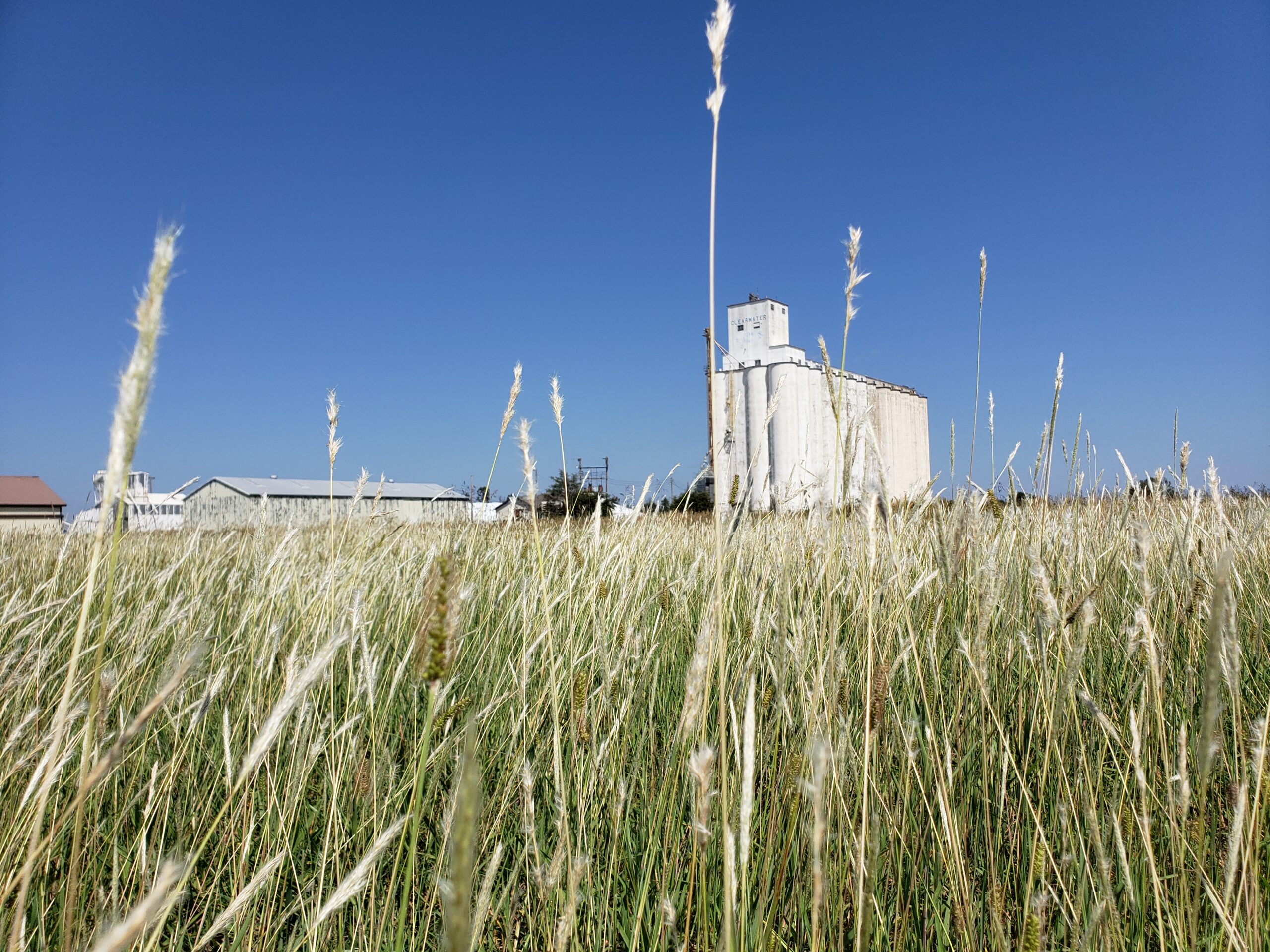 Picture of the Clearwater, KS Co-op grain elevator, taken through tall grass